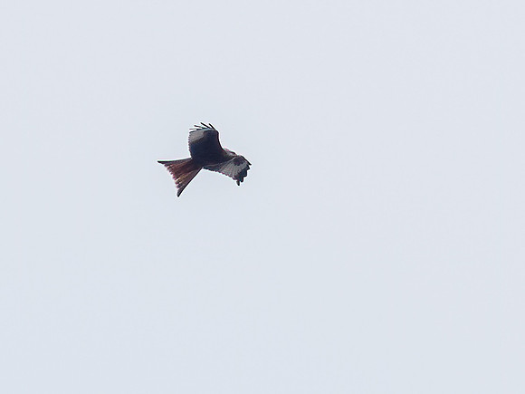 Red Kite (Milvus milvus)