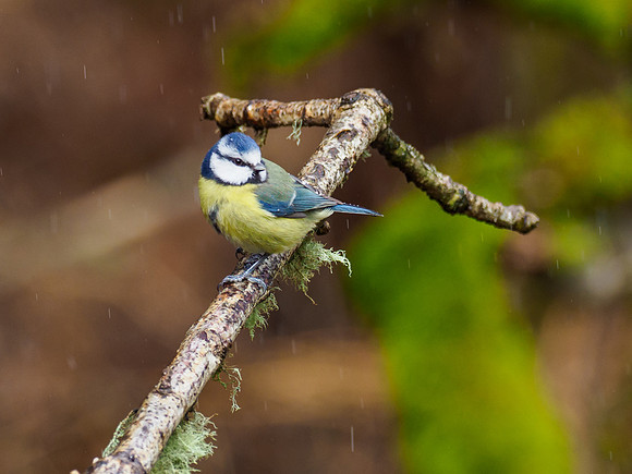 Blue Tit (Cyanistes caeruleus)