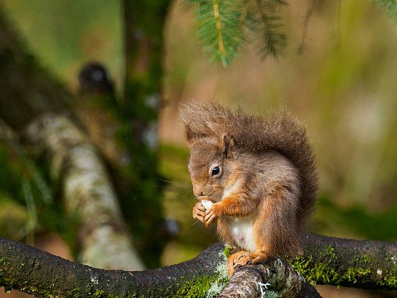 Red Squirrel (Sciurus vulgaris)