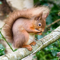 Red Squirrel (Sciurus vulgaris)