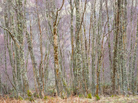 Glen Coiltie