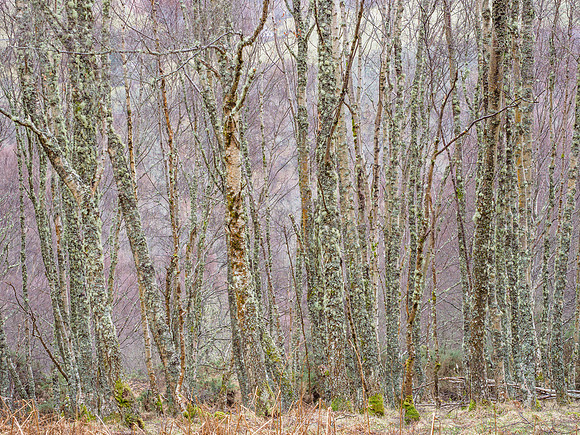 Glen Coiltie