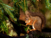 Red Squirrel (Sciurus vulgaris)
