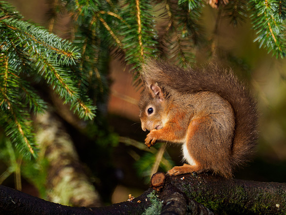 Red Squirrel (Sciurus vulgaris)