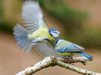 Fly Past