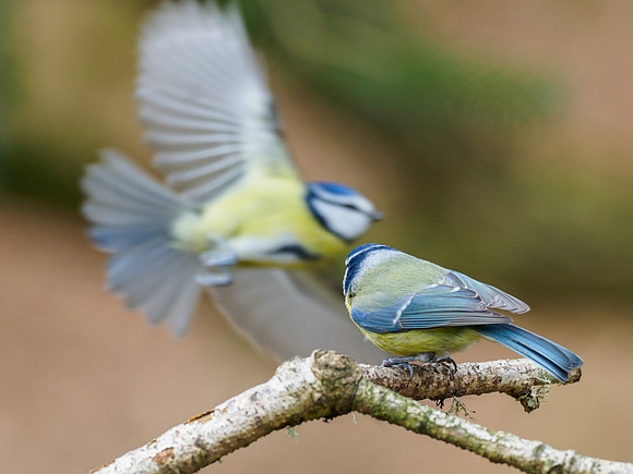 Fly Past