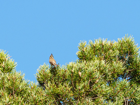 Crested Tit (Lophophanes cristatus)