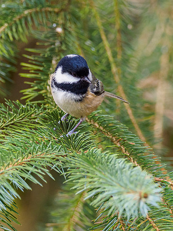 Coal Tit (Periparus ater)