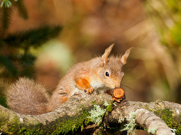 Red Squirrel (Sciurus vulgaris)