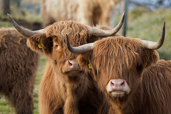 Highland Cattle
