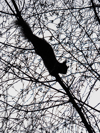Squirhouette