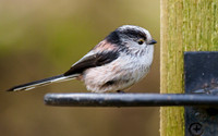 Long-tailed Tit (Aegithalos caudatus)