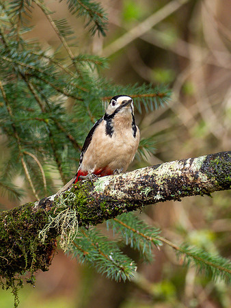 Male Great Spotted Woodpecker (Dendrocopos major)