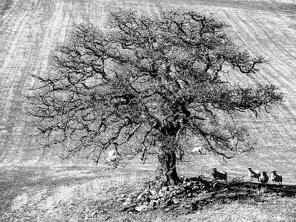 Tree, Field, Sheep