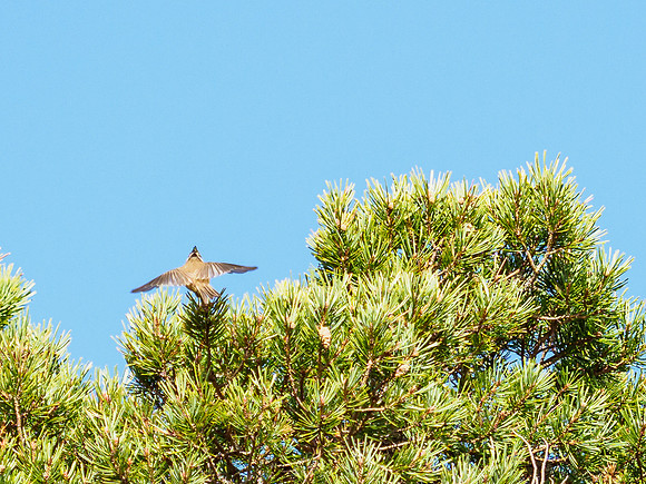 Crested Tit (Lophophanes cristatus)