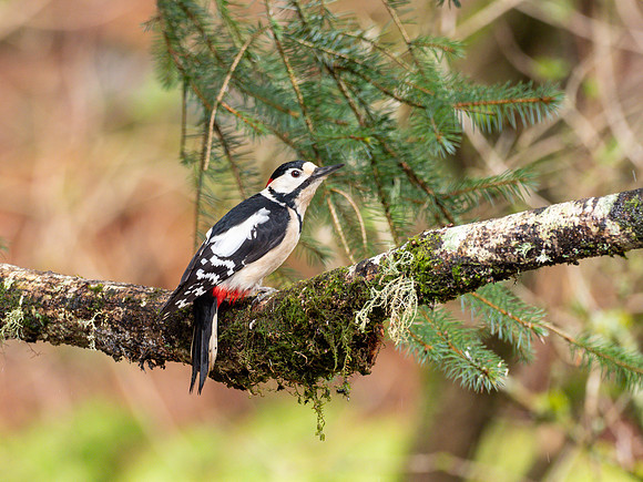 Male Great Spotted Woodpecker (Dendrocopos major)