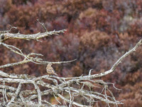 Mistle Thrush (Turdus viscivorus)