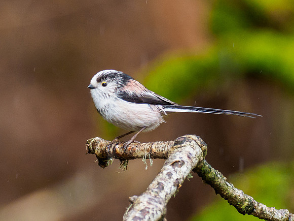 Long-tailed Tit (Aegithalos caudatus)