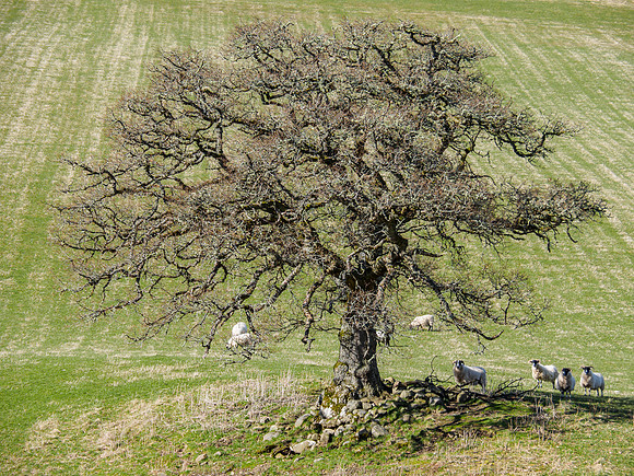 Tree, Field, Sheep