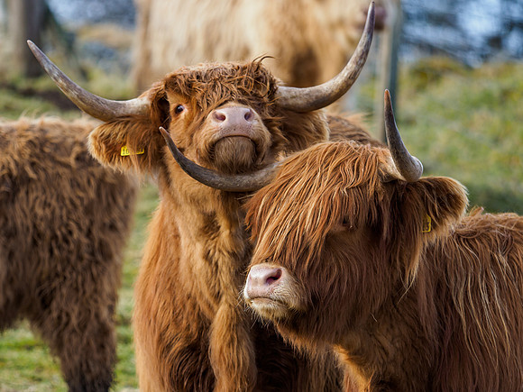 Highland Cattle