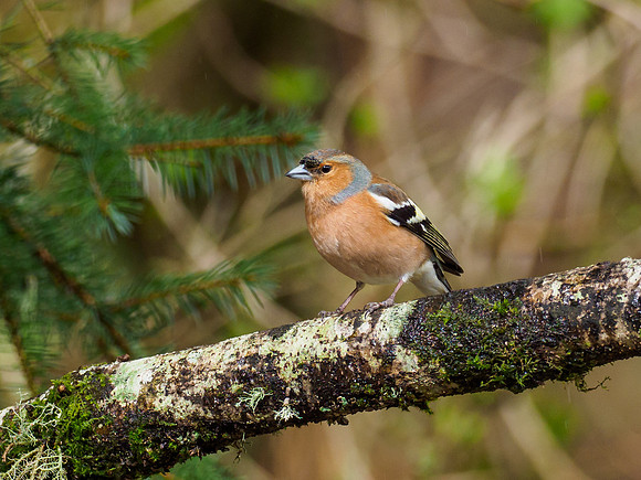 Male Chaffinch (Fringilla coelebs)