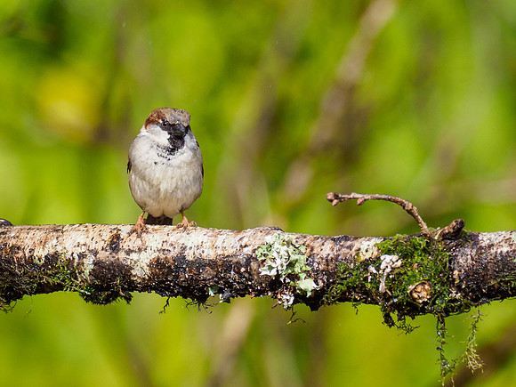 House Sparrow (Parus major)