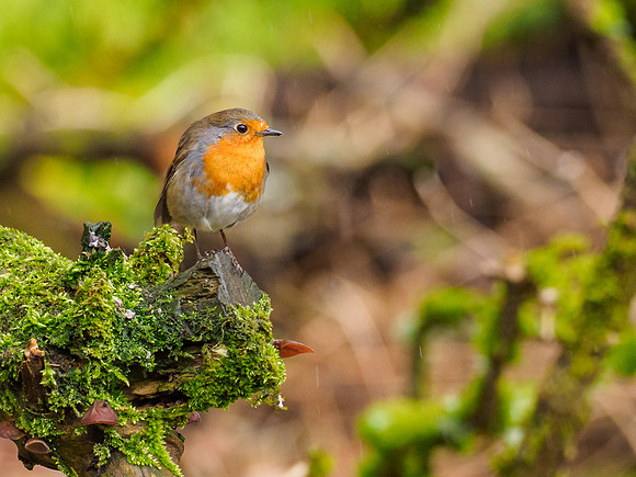 Robin (Erithacus rubecula)