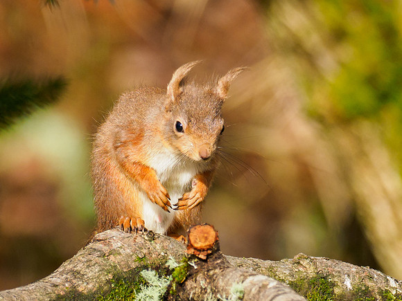 Red Squirrel (Sciurus vulgaris)