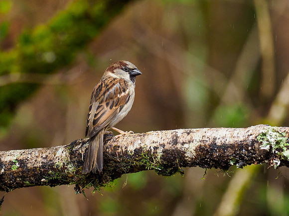 House Sparrow (Parus major)