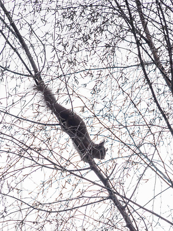 Squirhouette