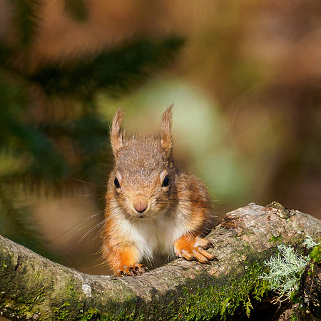 Red Squirrel (Sciurus vulgaris)