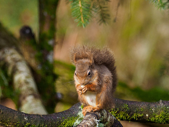 Red Squirrel (Sciurus vulgaris)