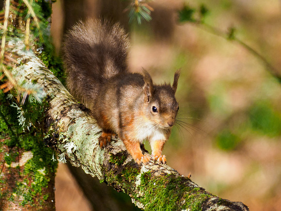 Red Squirrel (Sciurus vulgaris)