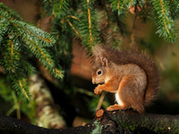 Red Squirrel (Sciurus vulgaris)