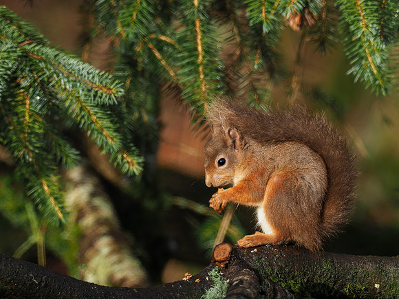 Red Squirrel (Sciurus vulgaris)
