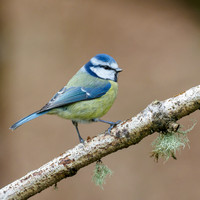 Blue Tit (Cyanistes caeruleus)