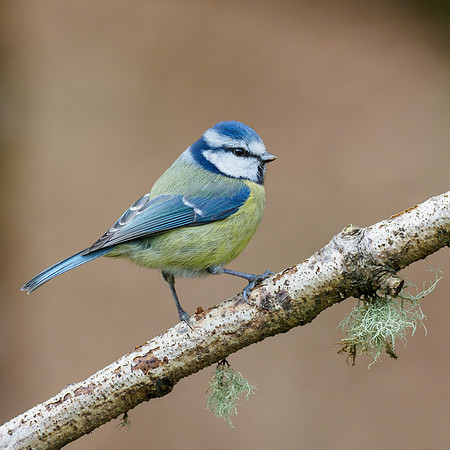 Blue Tit (Cyanistes caeruleus)