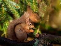 Red Squirrel (Sciurus vulgaris)