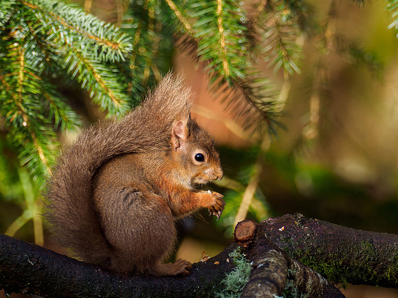 Red Squirrel (Sciurus vulgaris)