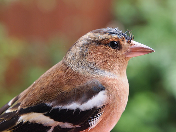 20121012-Chaffinch-RA121550