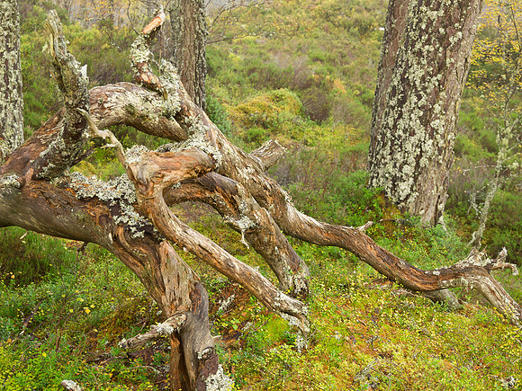 20121021-Glen Affric-RA211732