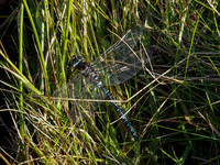 20121010-Glen Cannich-RA101539