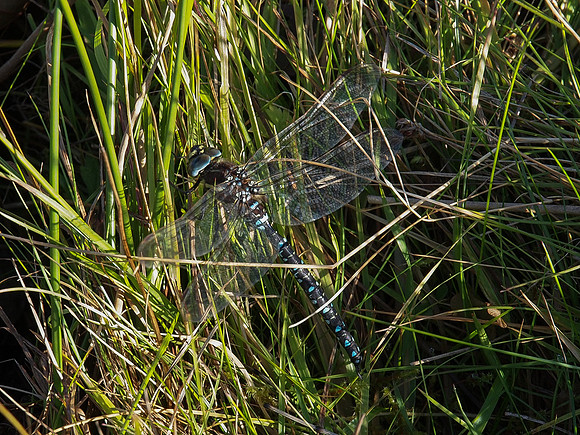 20121010-Glen Cannich-RA101539