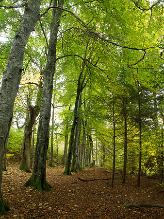 20121028-Invermoriston-RA281884