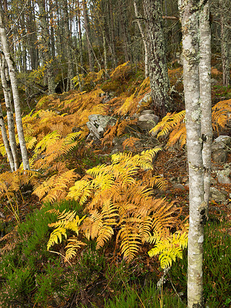 20121021-Glen Affric-RA211727
