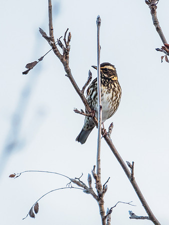 Redwing - Turdus iliacus