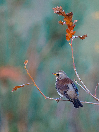 Fieldfare - Turdus pilaris