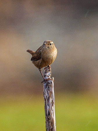Wren