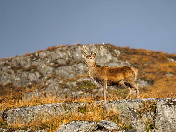 Red Deer Stag, Glen Cannich