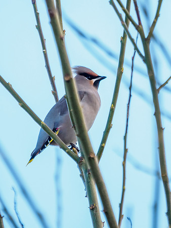 Waxwing - Bombycilla garrulus